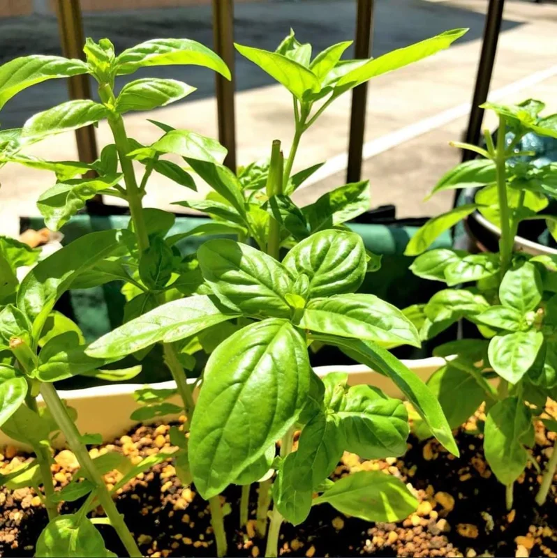 Set of 3 Sweet Basil Live Plants - Large Leaf Herb, 4" Pot, 3"-5" Tall, Indoor/Outdoor - Image 3