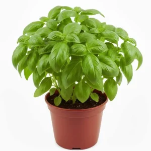 Set of 3 Sweet Basil Live Plants - Large Leaf Herb, 4