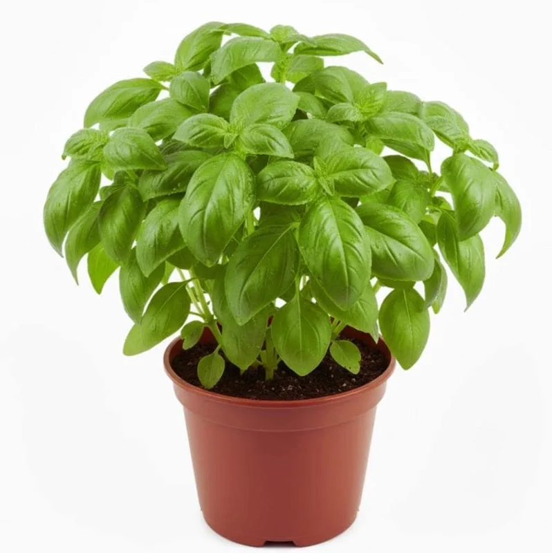 Set of 3 Sweet Basil Live Plants - Large Leaf Herb, 4" Pot, 3"-5" Tall, Indoor/Outdoor - Image 4