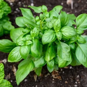 Set of 3 Sweet Basil Live Plants - Large Leaf Herb, 4