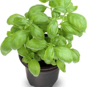 Set of 3 Sweet Basil Live Plants - Large Leaf Herb, 4
