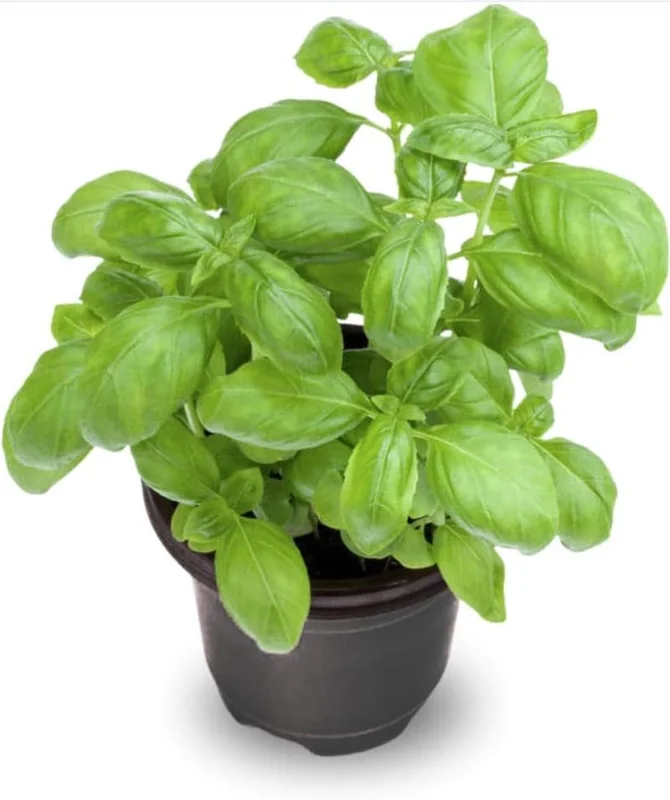 Set of 3 Sweet Basil Live Plants - Large Leaf Herb, 4" Pot, 3"-5" Tall, Indoor/Outdoor - Image 8