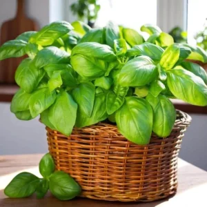 Set of 3 Sweet Basil Live Plants - Large Leaf Herb, 4