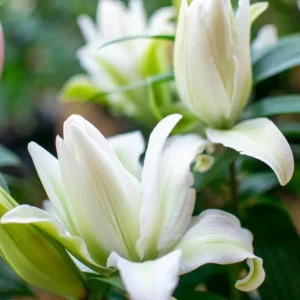 Set of 3 White Double Rose Lily Aisha Bulbs for Planting - Perennial Flowers - Image 3