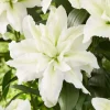 Set of 3 White Double Rose Lily Aisha Bulbs for Planting - Perennial Flowers - Image 1