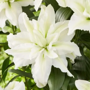 Set of 3 White Double Rose Lily Aisha Bulbs for Planting - Perennial Flowers - Image 1