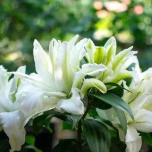 Set of 3 White Double Rose Lily Aisha Bulbs for Planting - Perennial Flowers - Image 5