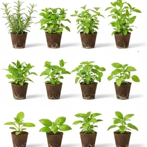 Set of 4 Assorted Live Herb Plants - 3-6 Inch Fragrant Herbs for Garden & Kitchen - Image 5
