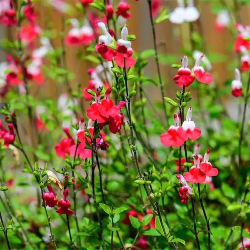 Set of 4 Hot Lips Salvia Live Plants, 4 Inch Pot, Red & White Flowers - Image 4