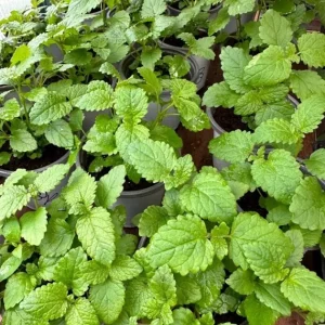 Set of 4 Lemon Balm Live Plants Perennial Mint Herb Seedlings 4-6