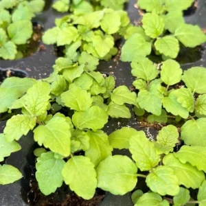 Set of 4 Lemon Balm Live Plants Perennial Mint Herb Seedlings 4-6