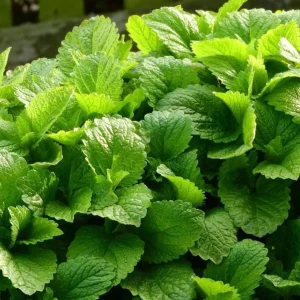 Set of 4 Lemon Balm Live Plants Perennial Mint Herb Seedlings 4-6