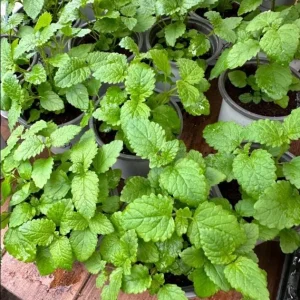 Set of 4 Lemon Balm Live Plants Perennial Mint Herb Seedlings 4-6