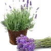 Set of 4 Live Lavender Plants – Fragrant Purple Flowers for Indoor & Outdoor Gardens - Image 1