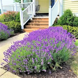 Set of 4 Live Lavender Plants – Fragrant Purple Flowers for Indoor & Outdoor Gardens - Image 2