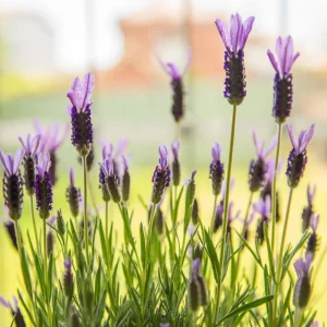 Set of 4 Live Lavender Plants – Fragrant Purple Flowers for Indoor & Outdoor Gardens - Image 5