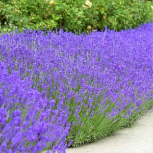Set of 4 Live Lavender Plants – Fragrant Purple Flowers for Indoor & Outdoor Gardens - Image 7