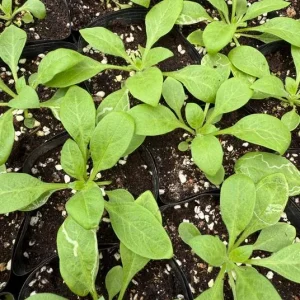 Set of 4 Mixed Sky Petunia Live Plants - Bicolor Trailing Flowers, 3-6