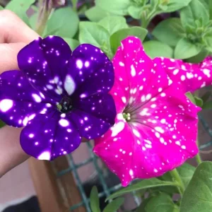 Set of 4 Mixed Sky Petunia Live Plants - Bicolor Trailing Flowers, 3-6