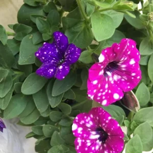 Set of 4 Mixed Sky Petunia Live Plants - Bicolor Trailing Flowers, 3-6