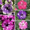 Set of 4 Mixed Sky Petunia Live Plants - Bicolor Trailing Flowers, 3-6" Tall - Image 1