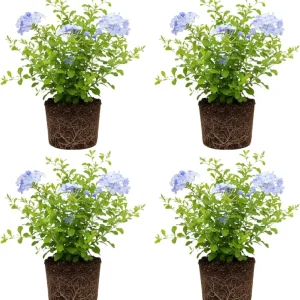 Set of 4 Plumbago Live Plants 4-6'' Tall - Vibrant Blue Flowering Shrubs for Garden - Image 2