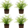 Set of 4 Plumbago Live Plants 4-6'' Tall - Vibrant Blue Flowering Shrubs for Garden - Image 1