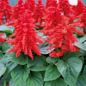 Set of 4 Red Salvia Live Plants in 4 Inch Pots - Vibrant Flowers - Image 1