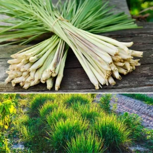 Set of 5 Lemongrass Plants Live, 5-9