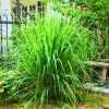 Set of 5 Lemongrass Plants Live, 5-9" Tall, Fresh Herb for Garden & Pots - Image 1
