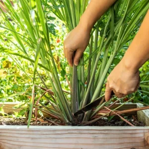 Set of 5 Lemongrass Plants Live, 5-9