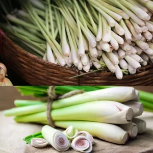 Set of 5 Lemongrass Plants Live, 5-9