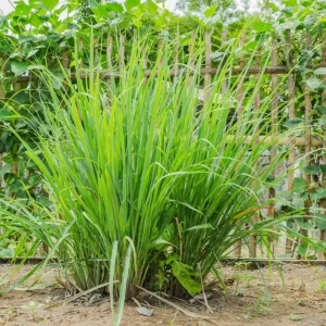 Set of 5 Lemongrass Plants Live, 5-9