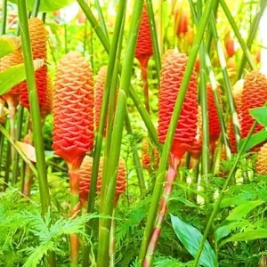 Set of 5 Shampoo Ginger Roots – Zingiber Zerumbet Rhizomes – Cold Hardy Outdoor Plant - Image 5