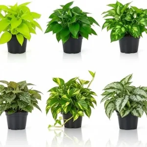 Set of 6 Assorted Pothos Live Plants, 4-6 Inch Tall, Easy Care Indoor Houseplants - Image 2