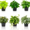 Set of 6 Assorted Pothos Live Plants, 4-6 Inch Tall, Easy Care Indoor Houseplants - Image 1