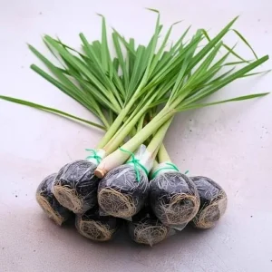 Set of 6 Lemongrass Live Plants – 4-8 Inch Rooted Stalks for Garden Containers - Image 3