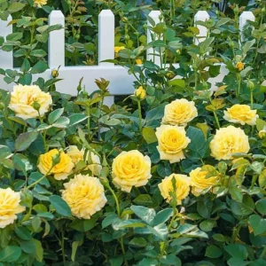 Set of 6 Yellow Rose Cuttings - 8-10" Long - For Propagation & Garden - Image 2