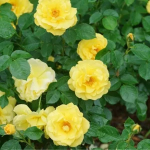 Set of 6 Yellow Rose Cuttings - 8-10