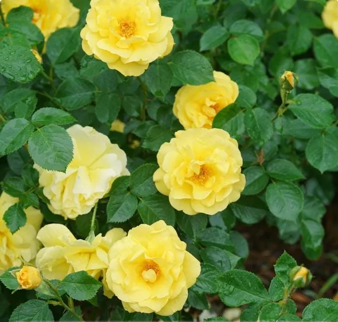 Set of 6 Yellow Rose Cuttings - 8-10" Long - For Propagation & Garden - Image 3
