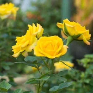 Set of 6 Yellow Rose Cuttings - 8-10