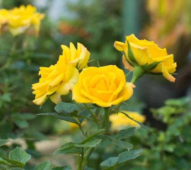 Set of 6 Yellow Rose Cuttings - 8-10" Long - For Propagation & Garden - Image 4