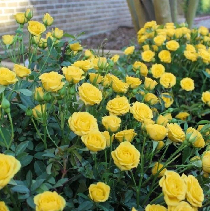 Set of 6 Yellow Rose Cuttings - 8-10" Long - For Propagation & Garden - Image 5