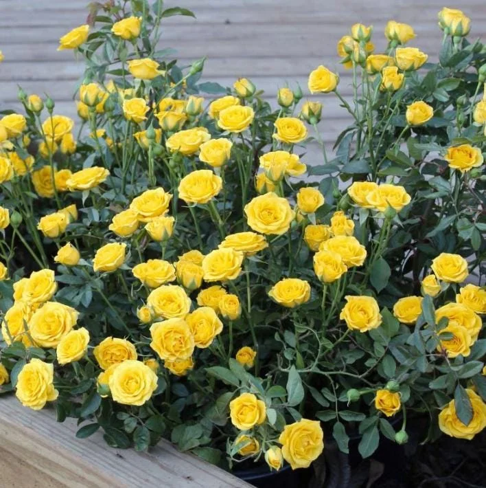 Set of 6 Yellow Rose Cuttings - 8-10" Long - For Propagation & Garden - Image 6