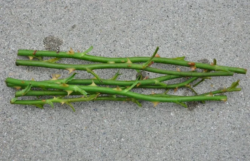 Set of 6 Yellow Rose Cuttings - 8-10" Long - For Propagation & Garden - Image 7
