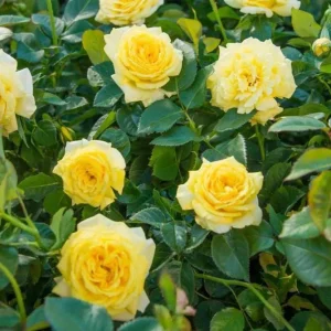 Set of 6 Yellow Rose Cuttings - 8-10" Long - For Propagation & Garden - Image 1