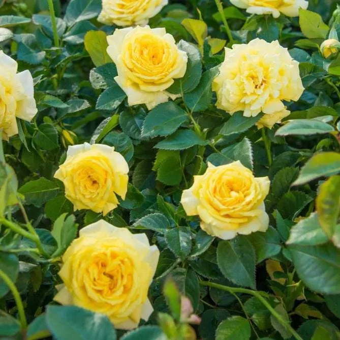 Set of 6 Yellow Rose Cuttings - 8-10" Long - For Propagation & Garden - Image 1