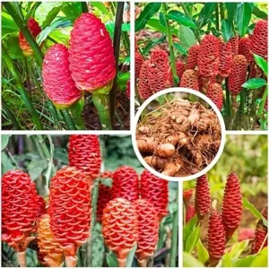 Shampoo Ginger Plant Roots - 4 Live Rhizomes, Zingiber Zerumbet Perennial - Image 3