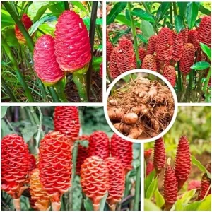 Shampoo Ginger Plant Roots - 4 Live Rhizomes, Zingiber Zerumbet Perennial - Image 7