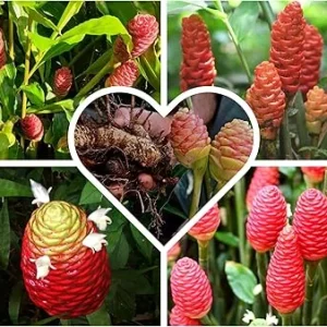 Shampoo Ginger Roots for Planting - Zingiber Zerumbet Red Ginger Lily Bulbs - 4 Fresh Rhizomes - Image 3